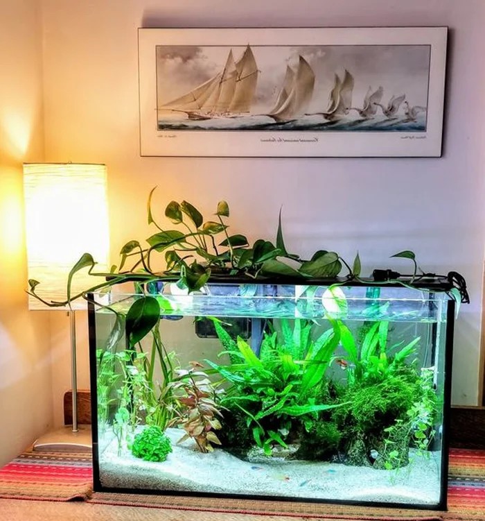 Bố cục đá và cây thủy sinh trong một hồ thủy sinh, ánh sáng chiếu rõ từng chi tiết