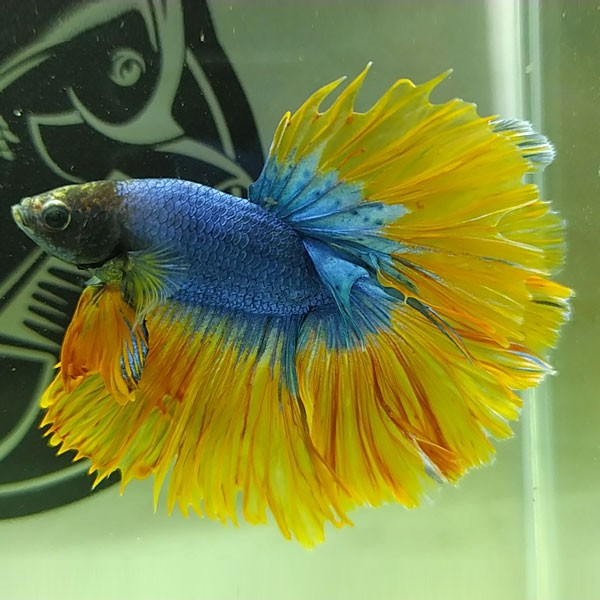 ca betta 1715 halfmoon rosetail mustard gas 1 1