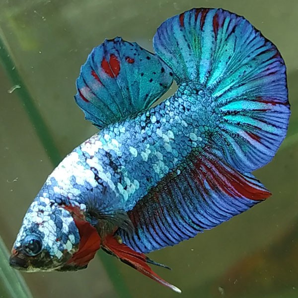 Cá Koi Blue Đại Dương Xanh với vảy trắng lấp lánh