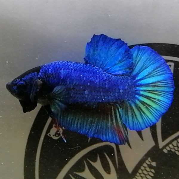 Cá Betta Xanh Thuần Chủng với vẻ đẹp nguyên bản