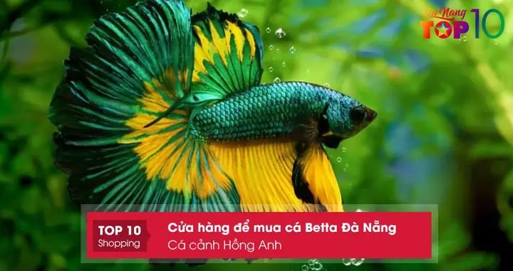 Những chú cá Betta khỏe mạnh tại Betta Nhà Nguyễn's