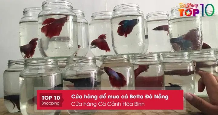 Cá Betta và các loài thủy sinh tại Thủy Sinh Long