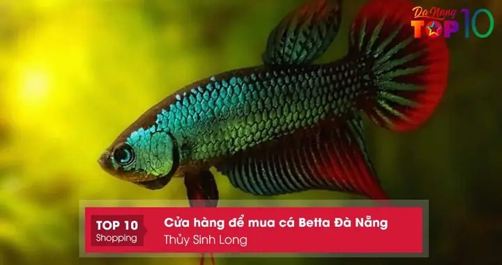 Cá Betta và cá biển tại Cá Cảnh Tuấn Khôi