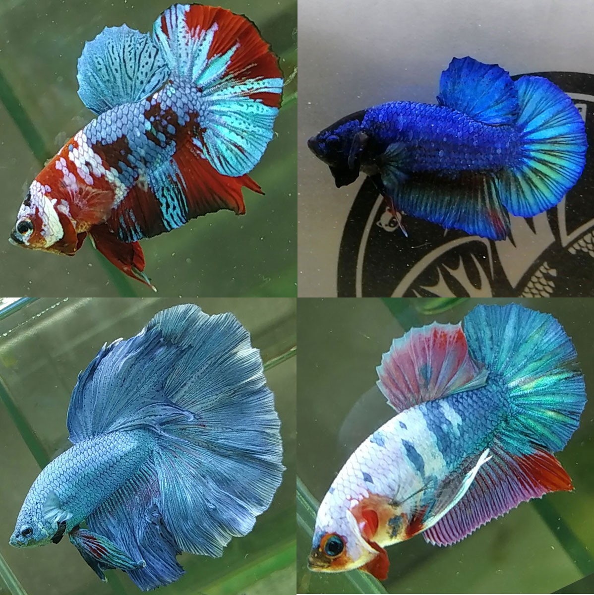 Cá betta xanh với màu sắc rực rỡ