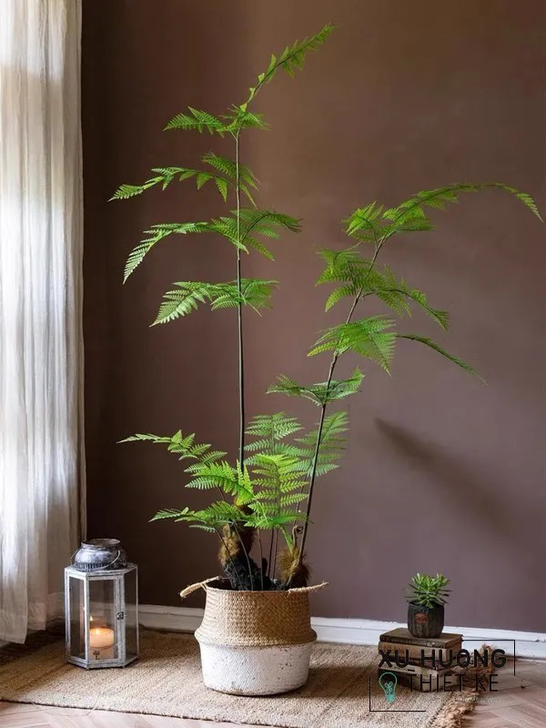 Cây dương xỉ là loại cây phong thủy mang lại may mắn, tài lộc