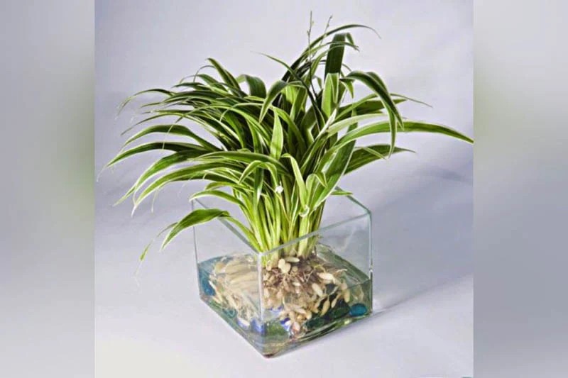 Cây Dây Nhện với chùm lá nhỏ, dài mảnh