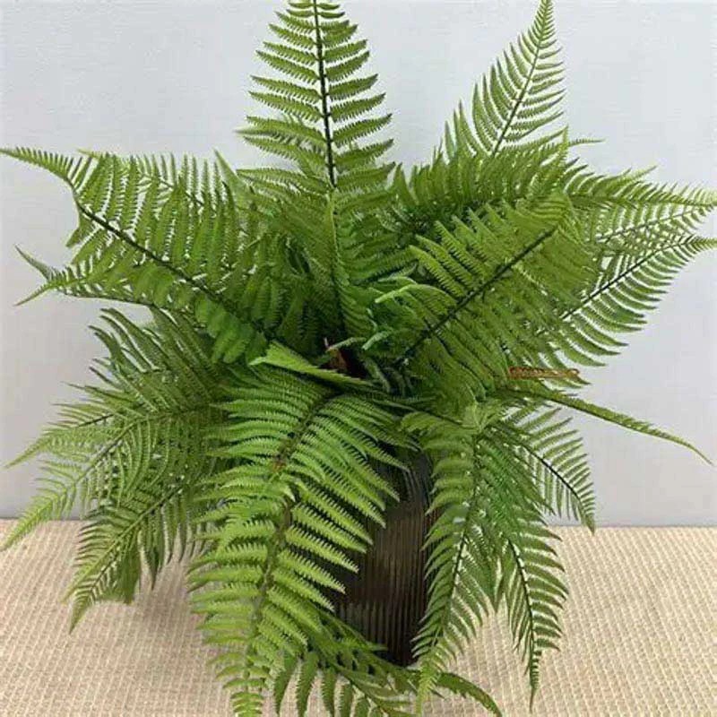 Cây Dương Xỉ với tán lá to, mềm mại và xanh mát