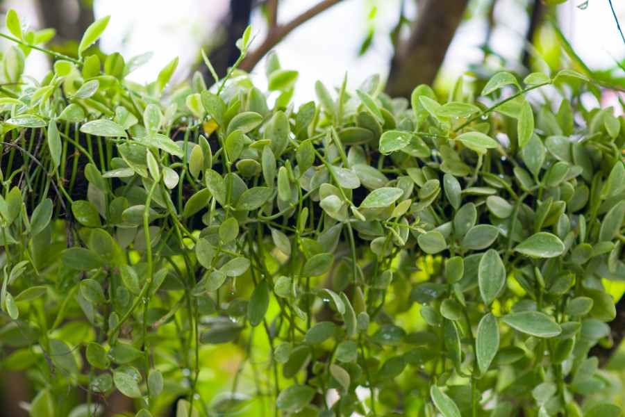 Nhiệt độ phù hợp cho sự phát triển của đô la là 18-27 độ C.