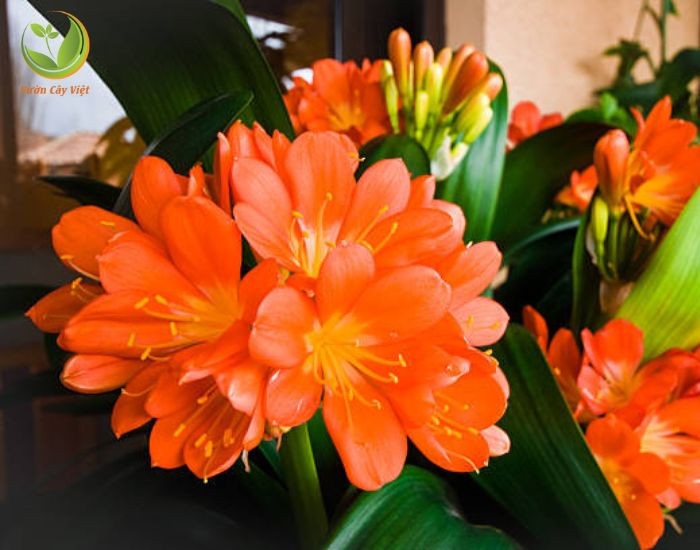 Chăm sóc Lan Quân Tử đúng cách giúp cây phát triển khỏe mạnh và ra hoa đẹp.