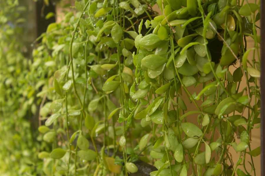 Trồng cây lan đô la có hai phương pháp chính là giâm cành và tách bụi.