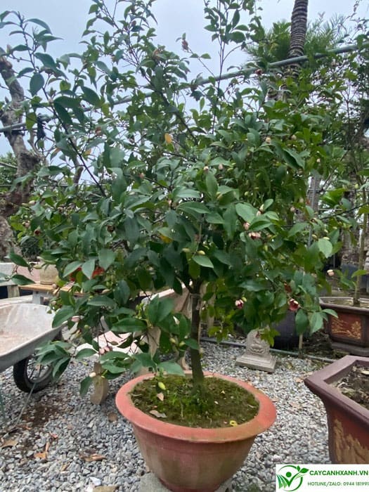 Cách trồng cây lan tiêu