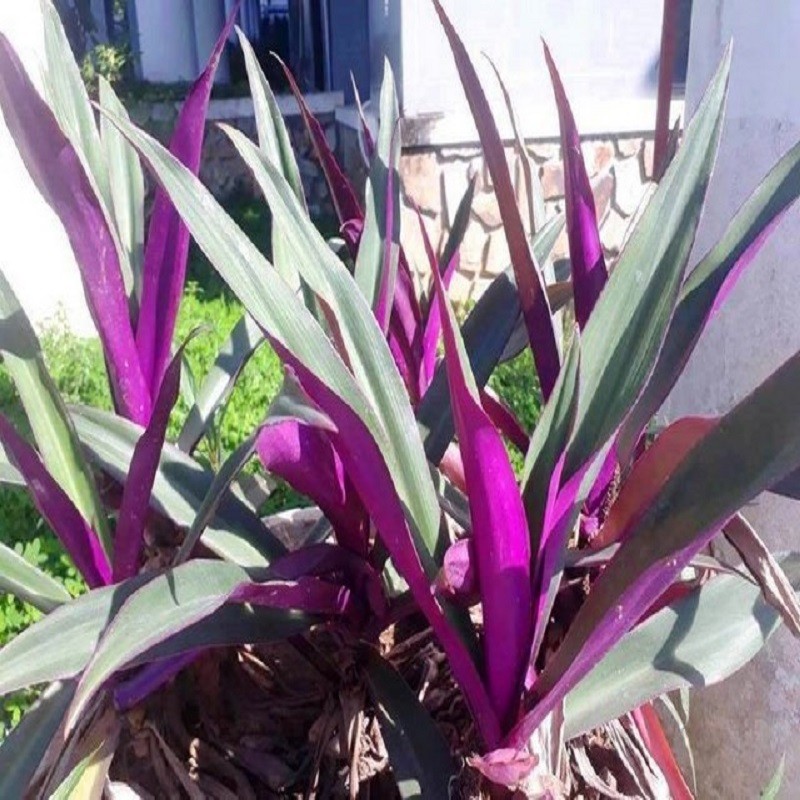 Cách trồng cây sò huyết