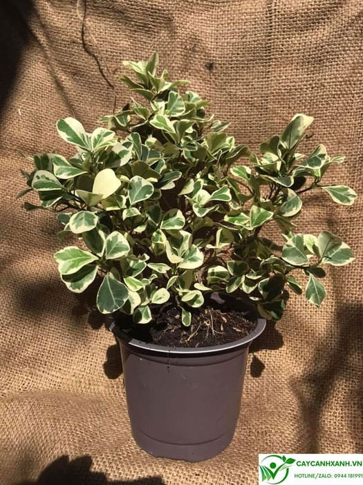 Cách trồng đa tam phúc