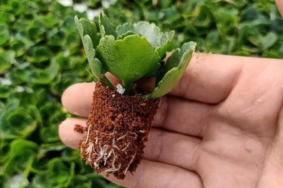 Sau khi cây đã nhú bạn có thể tách cây ra trồng ở chậu lớn hơn.