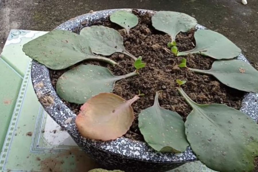 Trồng cây lá bỏng bằng lá vô cùng đơn giản.