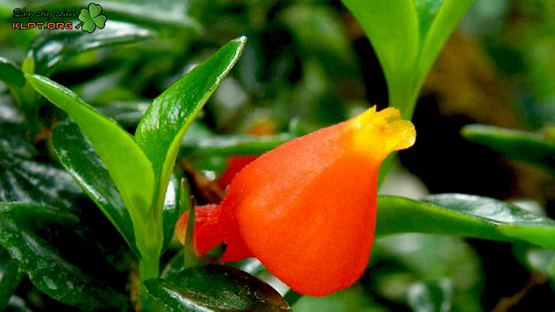 Cách trồng cây hoa cá vàng từ hạt