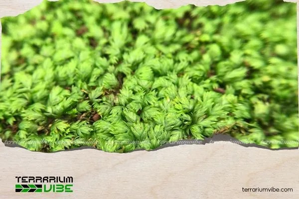 Cách ươm rêu Minifiss lên đá đơn giản