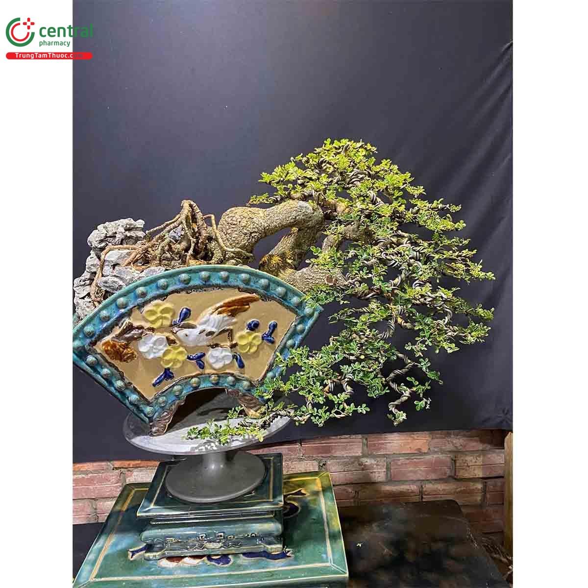 Hình ảnh cây Cần thăng