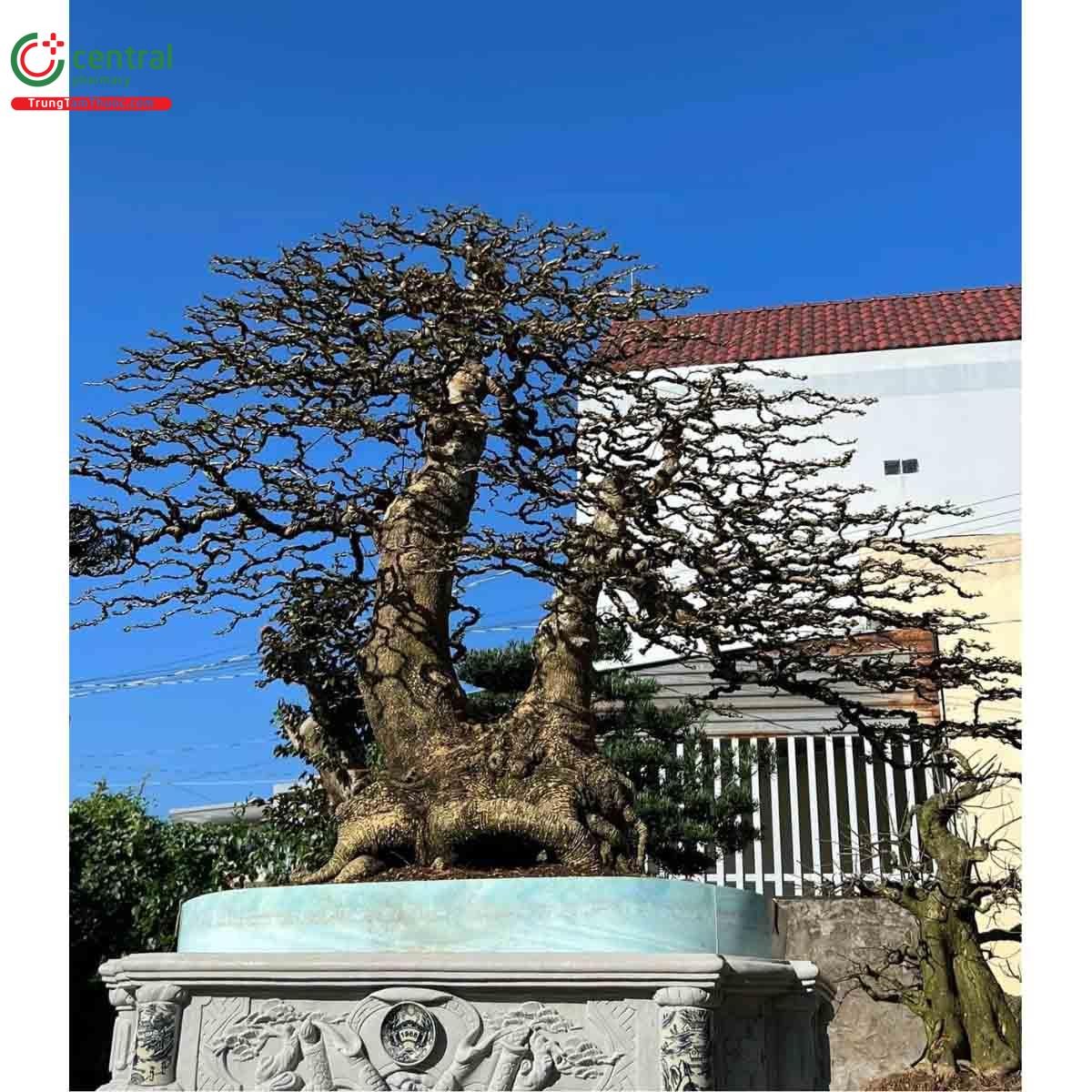 Hình ảnh cây Cần thăng bonsai đẹp ở Việt Nam