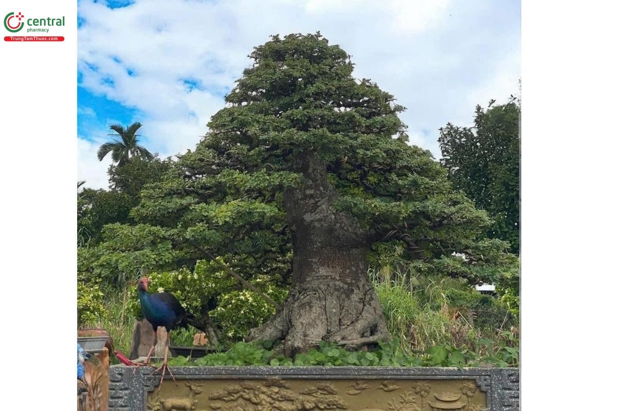 Hình ảnh cây cần thăng