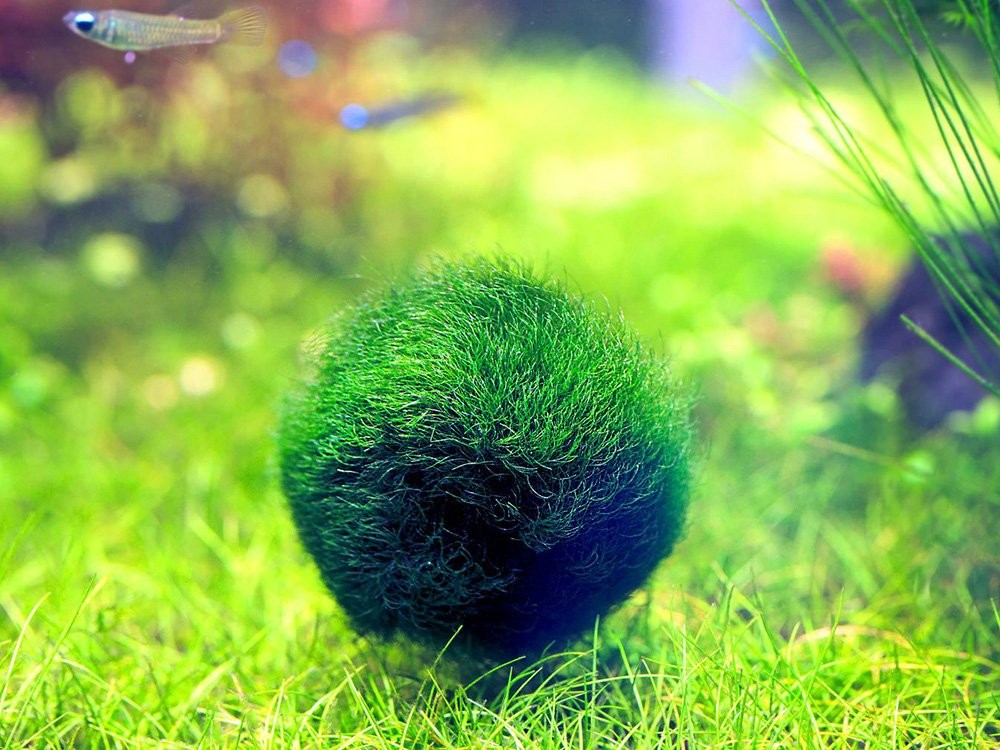 Cầu tảo Marimo có hình dạng quả bóng màu xanh lá cây