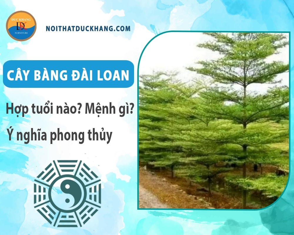 Cây bàng đài loan với tán lá xanh mướt và phân tầng đẹp mắt