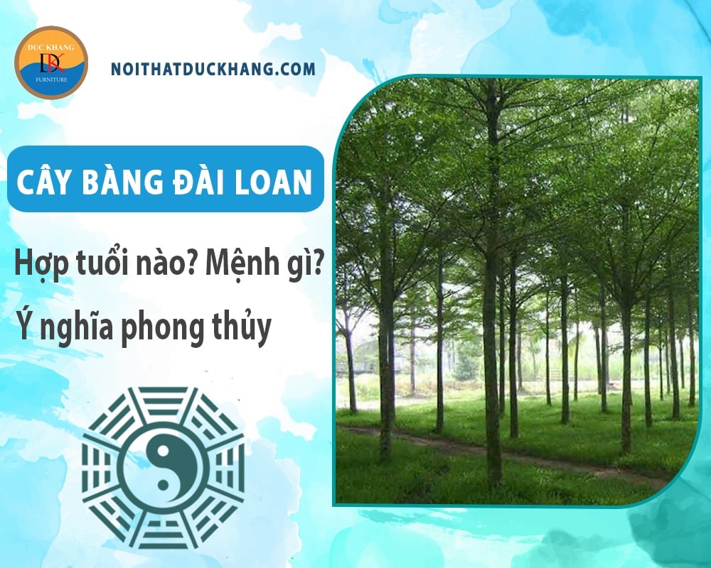 Cây bàng đài loan bị sâu bệnh cần xử lý kịp thời