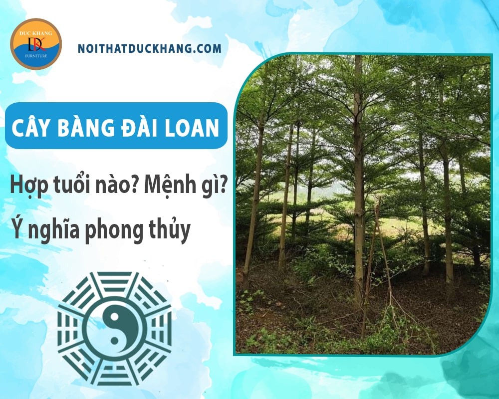 Chậu cây bàng đài loan trong nhà cần lưu ý về ánh sáng và dinh dưỡng