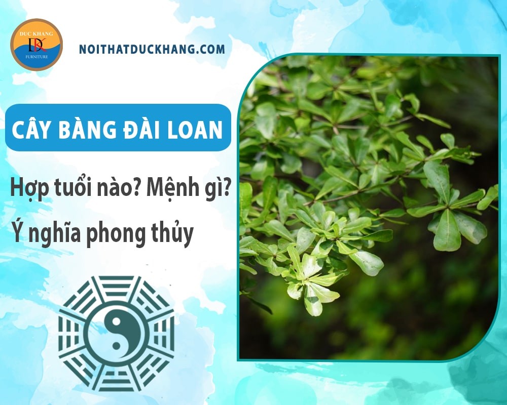Cây bàng đài loan với nhiều kích thước khác nhau
