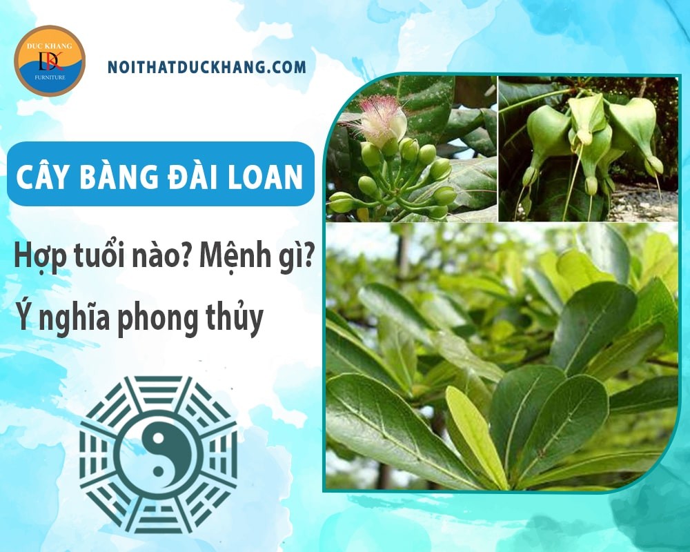 Chăm sóc cây bàng đài loan với chế độ tưới và bón phân hợp lý
