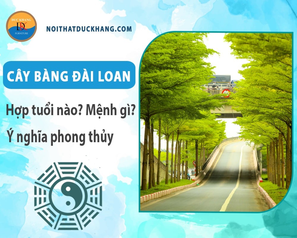 Cây bàng đài loan mang ý nghĩa phong thủy tốt lành