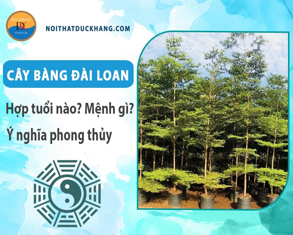 Cây bàng đài loan với hoa nhỏ li ti màu trắng xanh