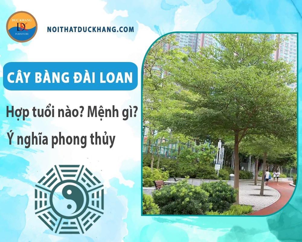 Kiểm tra và tỉa cành cho cây bàng đài loan