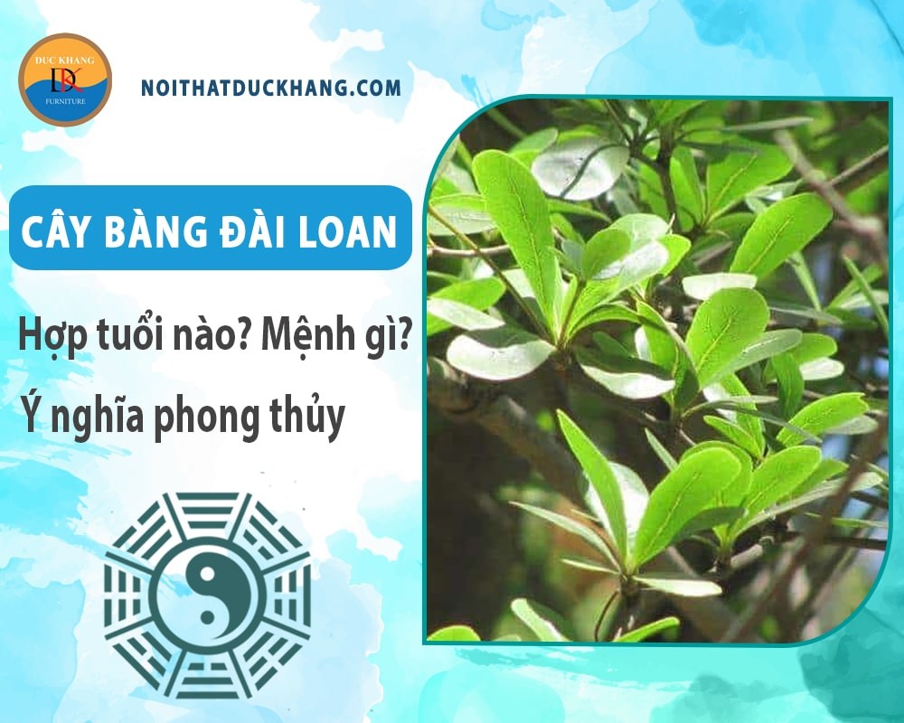 Hệ rễ cọc sâu của cây bàng đài loan giúp cây vững chắc