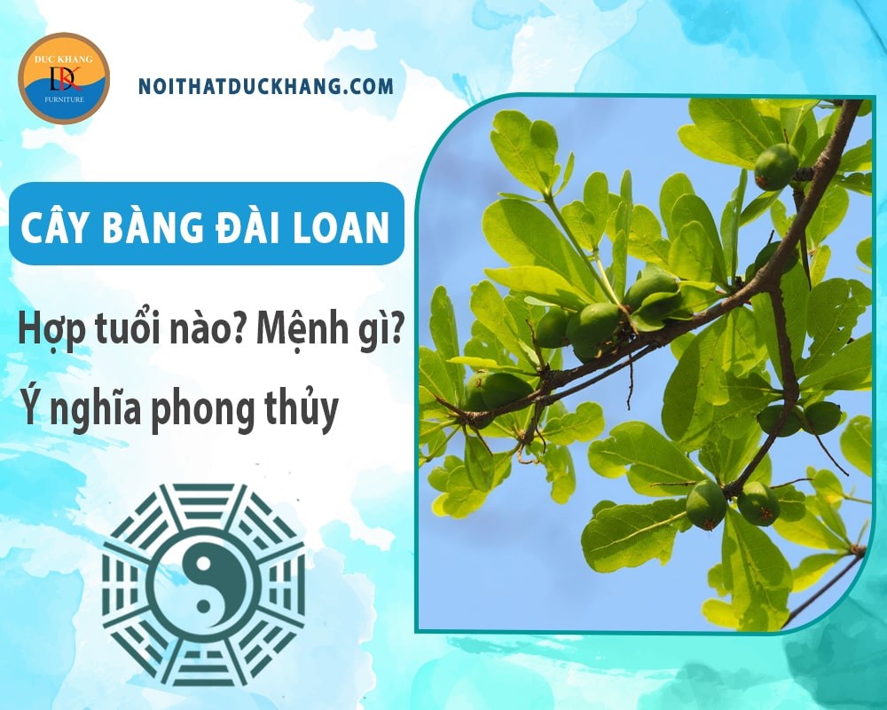 Quy trình trồng cây bàng đài loan đúng kỹ thuật