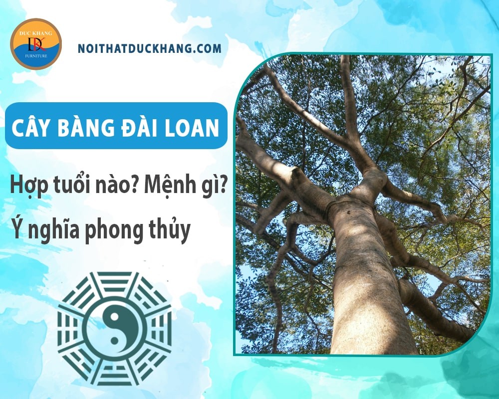 Bàng đài loan cẩm thạch với lá có điểm nhấn màu sắc