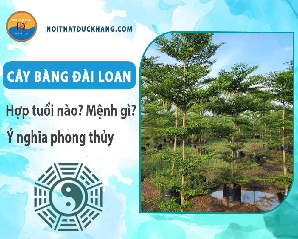 Cây bàng đài loan thích hợp trồng ở không gian rộng rãi ngoài trời