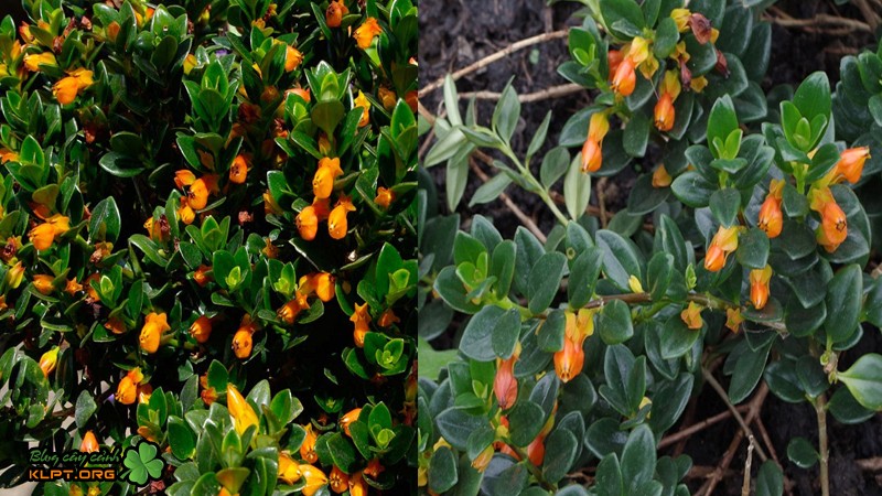 Cây cá vàng hợp với mọi mệnh và tuổi