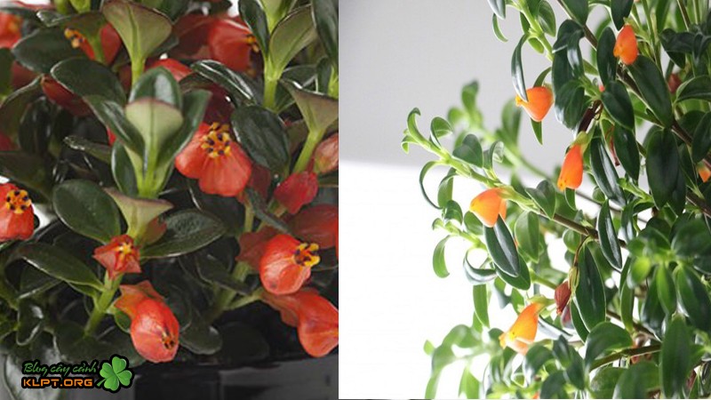 Cây hoa cá vàng với những bông hoa hình cá độc đáo