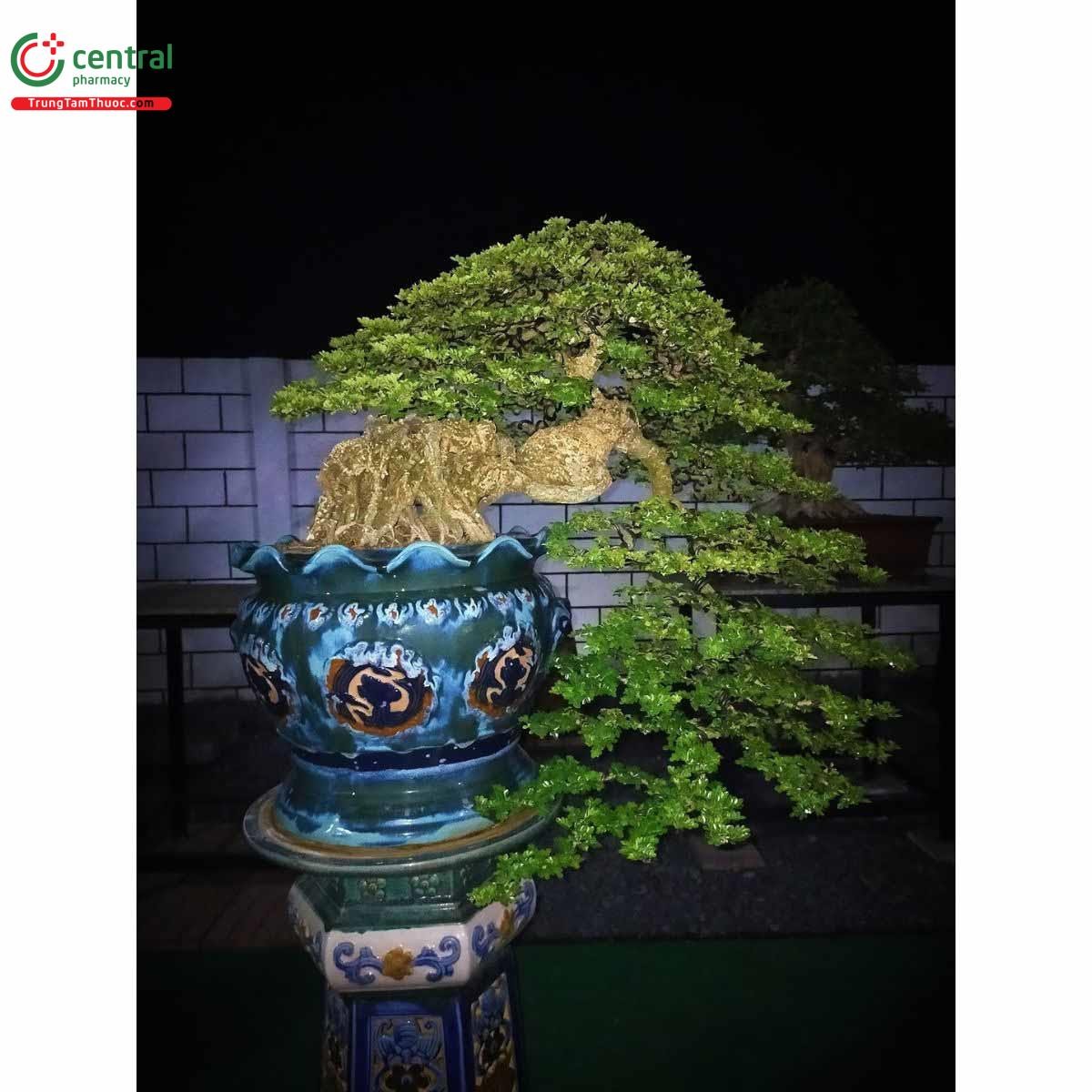 Hình ảnh cây Cần thăng bonsai đẹp ở Việt Nam