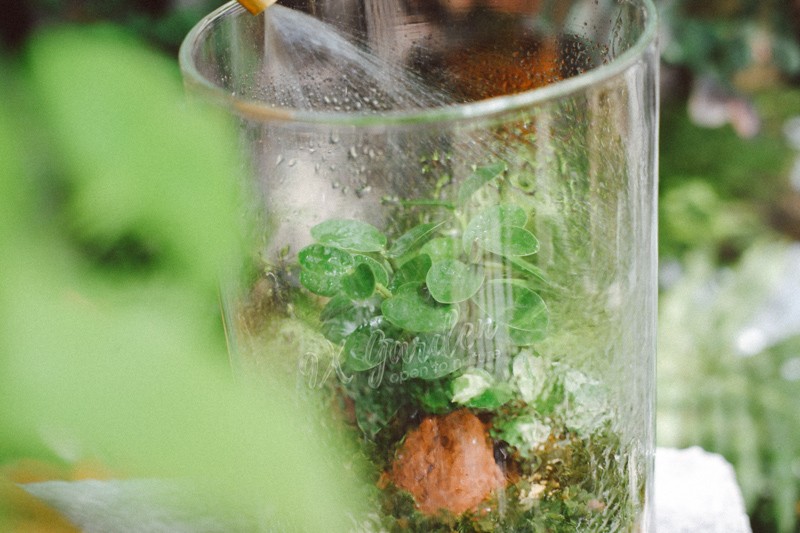 Cận cảnh một bình phân bón nhỏ, tượng trưng cho việc không cần thiết khi chăm sóc terrarium