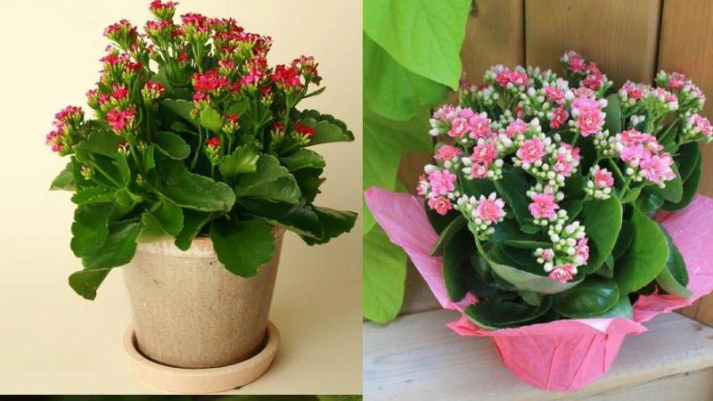 Cây Sống Đời với lá dày, mọng nước và hoa nhỏ li ti