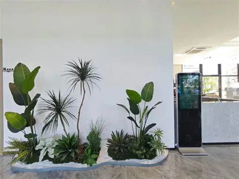 Cây Bàng Singapore với lá tròn, to bản, màu xanh đậm