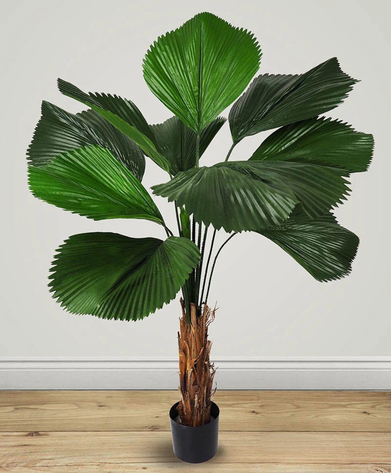 Cây Cọ Nhật với tán lá quạt xẻ độc đáo