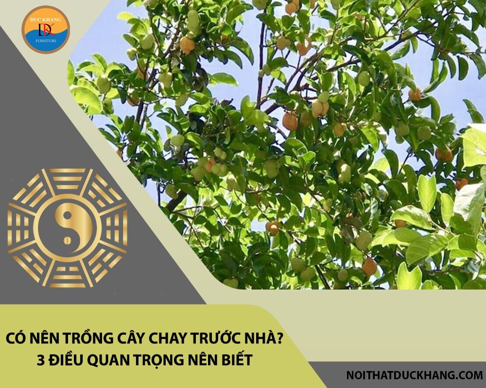 Hướng dẫn cách trồng và chăm sóc cây chay