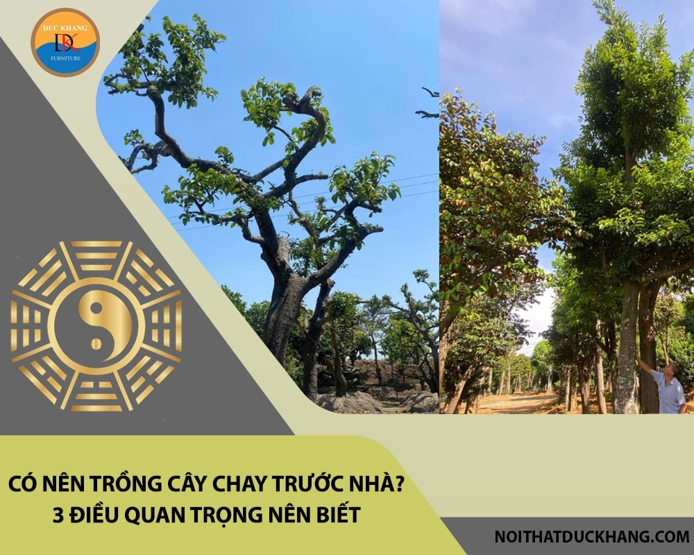 Người mệnh Mộc, Hỏa, Thổ và tuổi Thìn, Ngọ, Tuất rất hợp trồng cây chay