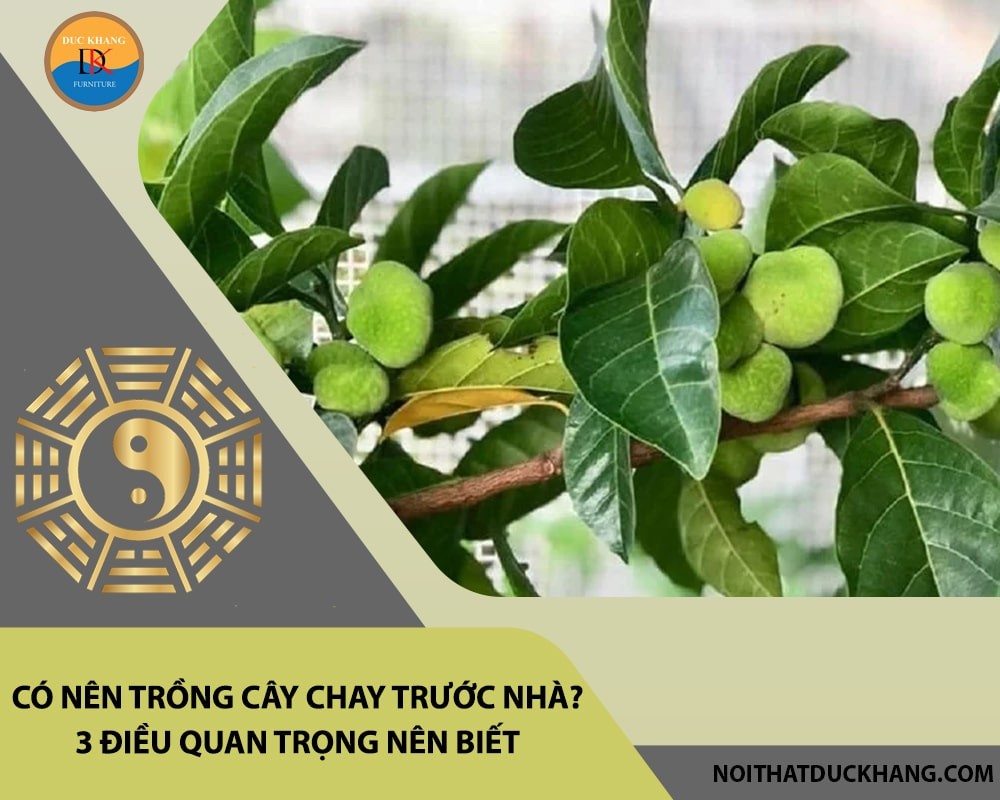 Trồng cây chay trước nhà cần chú ý đến không gian và hướng