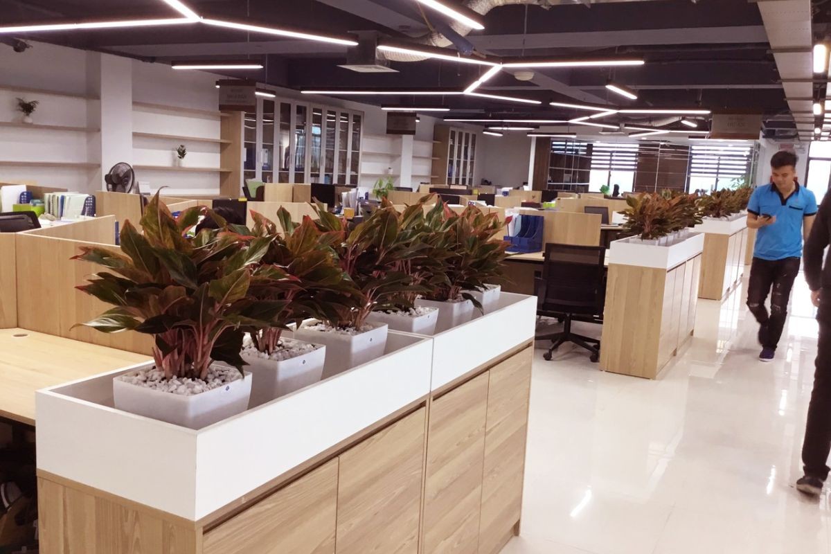 Cây Cung Điện Vàng