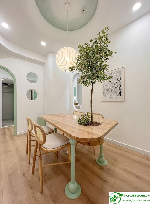 Đa tam phúc trồng trang trong phòng khách