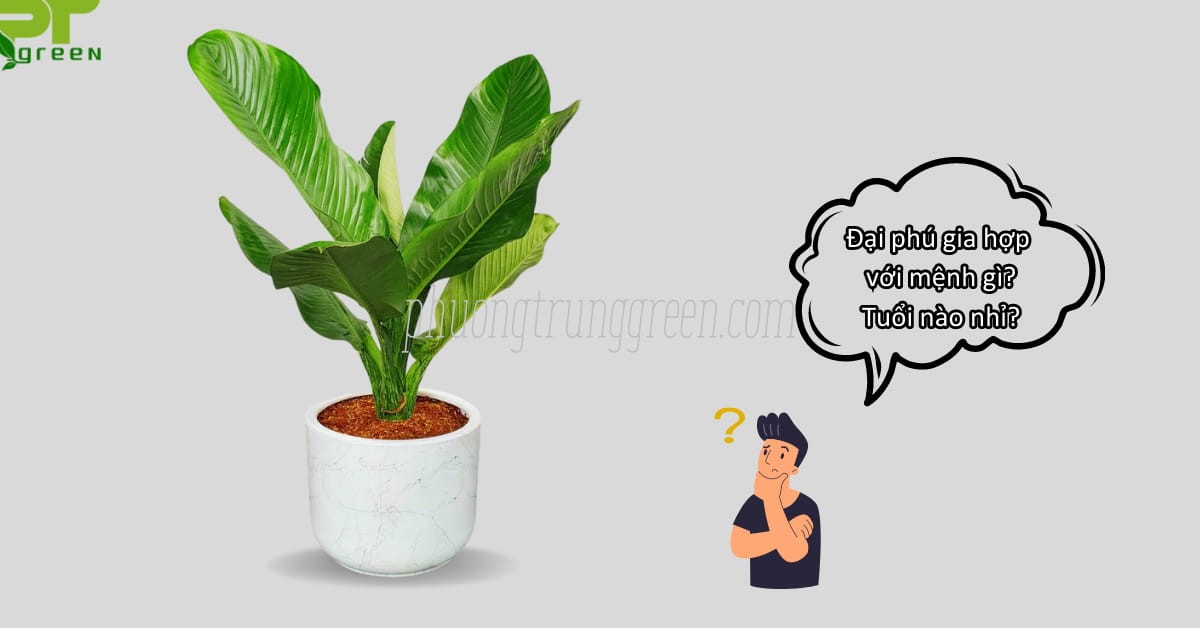 Đại phú gia hợp mệnh nào?